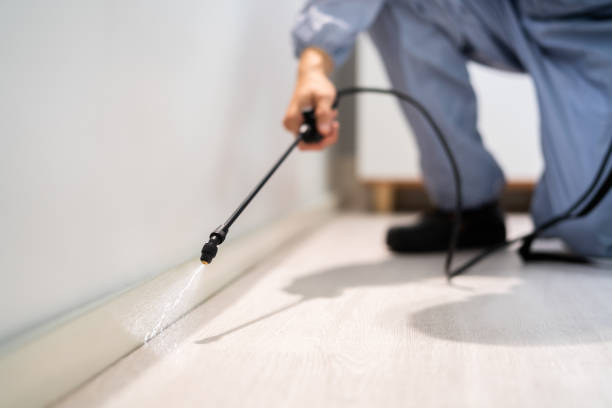 Licensed Ant Control service in Percy, IL - Show Me Pest Control